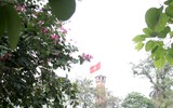 Tím biếc một góc trời Hà Nội